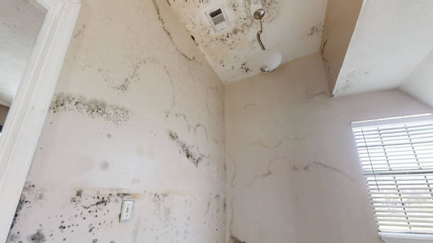 Mold Remediation for Rental Properties in Seven Hills, OH