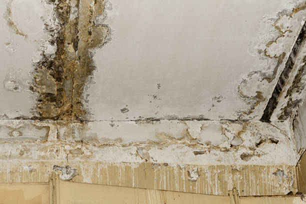 Best Mold Damage Restoration  in Seven Hills, OH